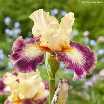 Iris germanica Comme un Sourire