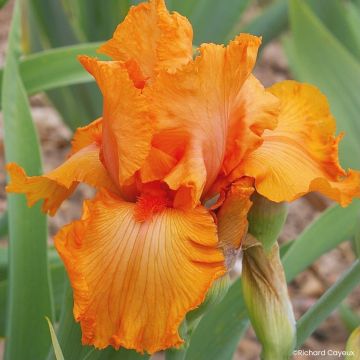 Iris germanica Coup de Soleil - Íris alemã