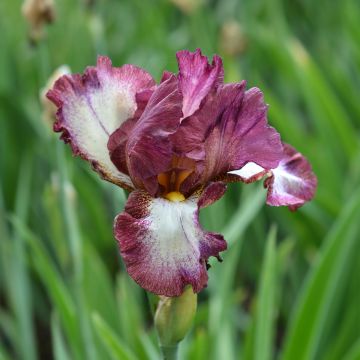 Iris germanica Crinoline