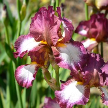 Iris germanica Crinoline