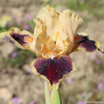Iris germanica Dazzle Me - Íris alemã Lilliput