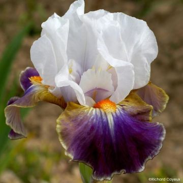 Iris germanica Dazzling - Íris alemã intermédia