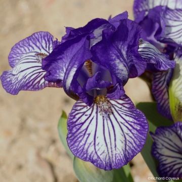 Iris germanica Dinky Circus - Íris alemã anã
