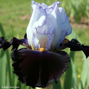 Iris germanica Domino Noir Iris germanica Domino Noir