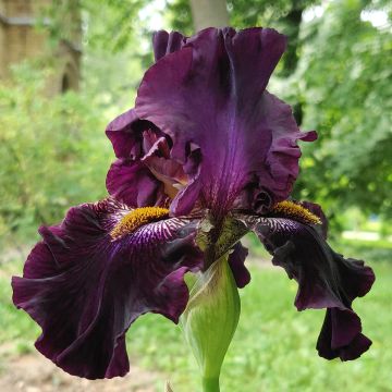 Iris germanica Dracula's Kiss