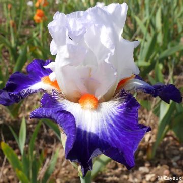 Iris germanica Écharpe Bleue