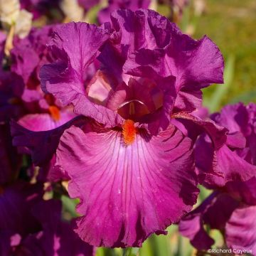 Iris germanica Ever After - Íris alemã