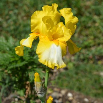 Iris germanica Fringe of Gold