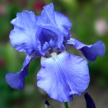 Iris germanica Heure Bleue