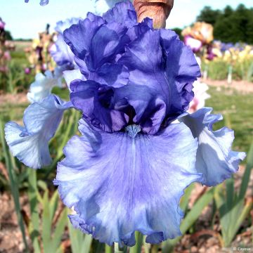 Iris germanica Honky Tonk Blues