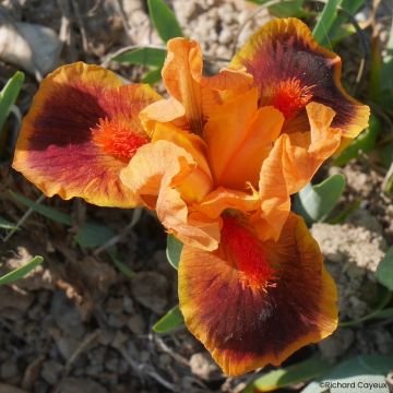 Iris germanica Icon - Íris alemã anã