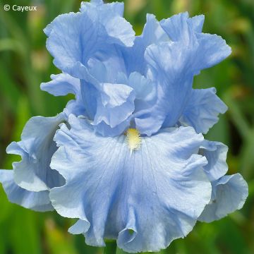 Iris germanica Into the Blue