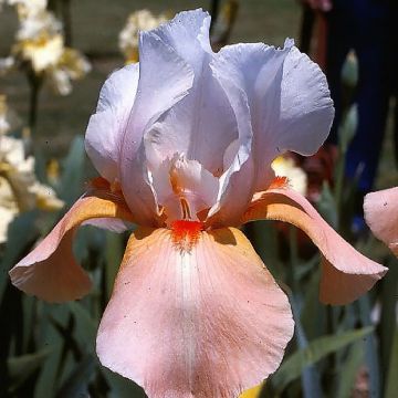 Iris germanica Invitation