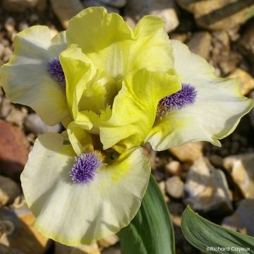 Iris germanica Island Sun - Íris alemã Lilliput