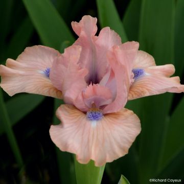 Iris germanica It’s Amazing - Íris alemã Lilliput