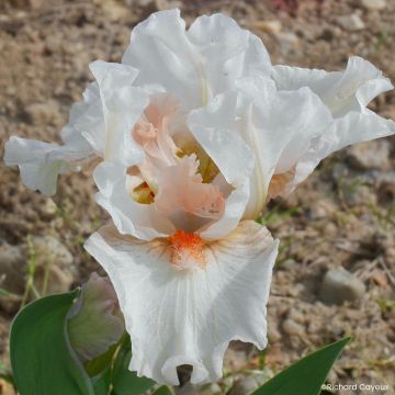 Iris germanica It’s A Small World - Íris alemã Lilliput