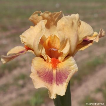 Iris germanica Jive - Íris alemã Lilliput