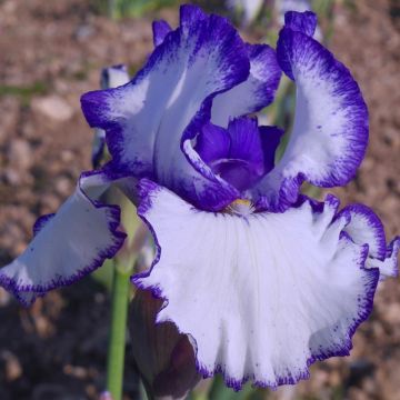Iris germanica Jouvenceau