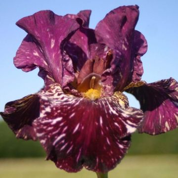 Iris germanica Kingajou Shrew