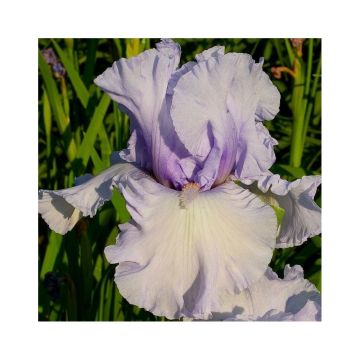 Iris germanica La part des Anges
