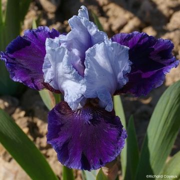 Iris germanica Mariposa Wizard - Íris alemã intermédia