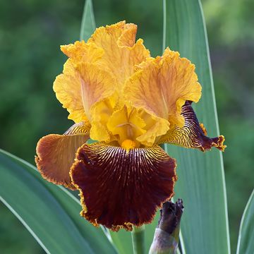 Iris germanica Michigan Pride
