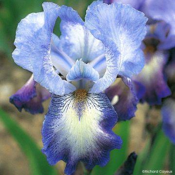 Iris germanica Mistigri - Íris alemã intermédia