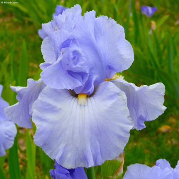 Iris germanica On En Rêve