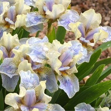 Iris germanica Pastell Ballett - Íris alemã Lilliput