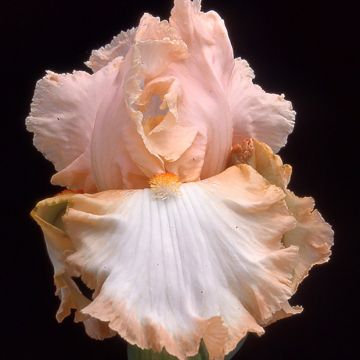 Iris germanica Peach Frost