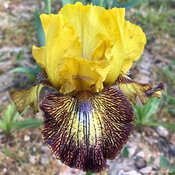 Iris germanica Petit Tigre - Íris alemã intermédia