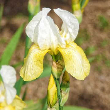 Iris germanica Pinnacle'