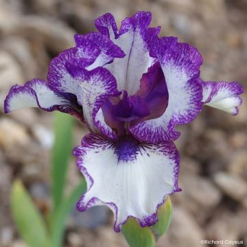 Iris germanica Point à la Ligne - Íris alemã intermédia