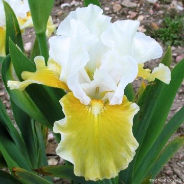 Iris germanica Protocol - Íris alemã intermédia