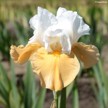Iris germanica Pumpkin Cheesecake