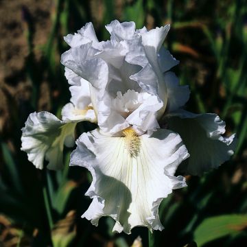 Iris germanica Ré la Blanche
