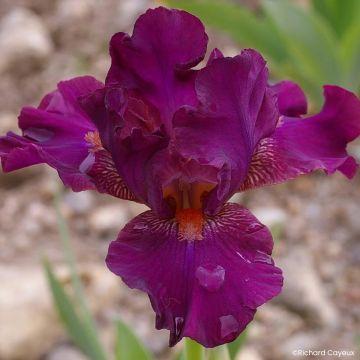 Iris germanica Revved Up Rose - Íris alemã intermédia