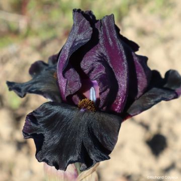 Iris germanica Sinister Desire - Íris alemã intermédia