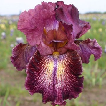 Iris germanica Sirop de Framboise