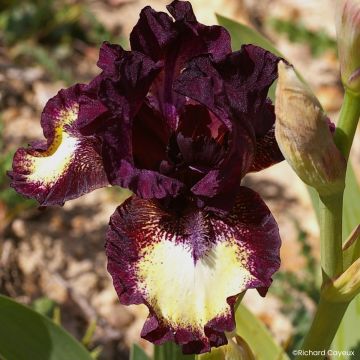 Iris germanica Spectator - Íris alemã intermédia
