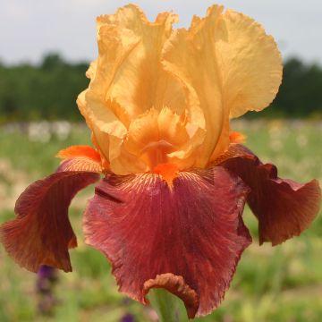 Iris germanica Torero