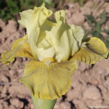 Iris germanica Verdissant - Íris alemã intermédia