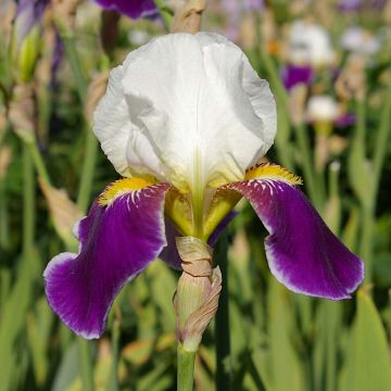 Iris germanica Wabash
