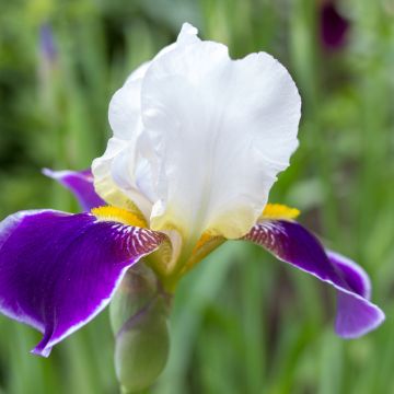 Iris germanica Wabash