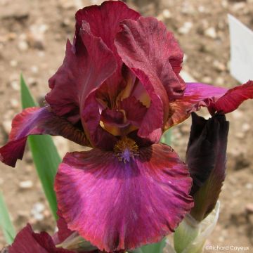Iris germanica Wrangler - Íris alemã intermédia