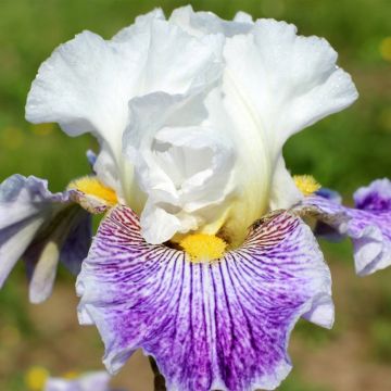 Iris germanica Palette De Peintre