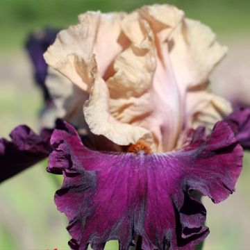 Iris germanica Sacrée Gralée