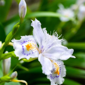 Iris japonica - Lírio japonês