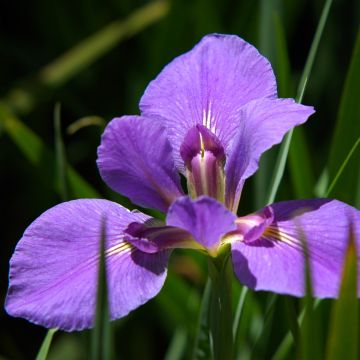 Iris x louisiana Gulf Shore