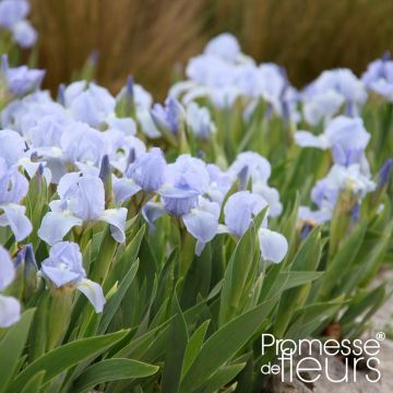 Iris pumila Blue Denim